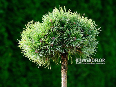 Pinus mugo subsp. uncinata Kát’a – roślina zaszczepiona na pniu